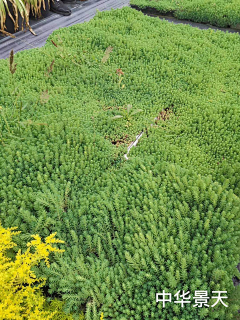 木草本欣采集到景观植物—草花