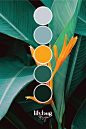 This contains an image of: Bird of Paradise Color Palette