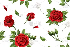 红色,花瓣,天气,仅一朵花,玫瑰,柔和,华丽的,周年纪念,纺织品,浪漫