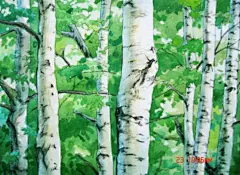 jam.  的插画 白桦林