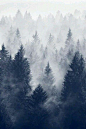 The gradient shown with the snow and the graphic lines of the trees (also shows power)