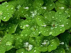 背景 三叶草 自由背景 笔记本电脑壁纸 植物 美丽的壁纸 颜色