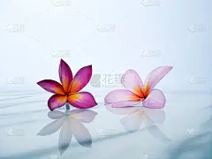 温泉放松美丽的粉红色热带花朵壁纸或背景