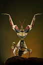 Idolomantis Diabolica.