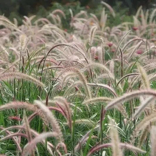 Pennisetum alopecuro...
