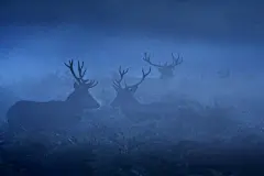 鹿之暮色 ​​​​
