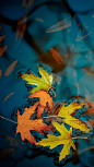 秋天唯美枫叶大自然风景手机壁纸 640x1136