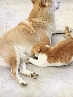 喂奶5