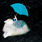 天堂漫画册：下雨的时候，谁为你打伞呢。