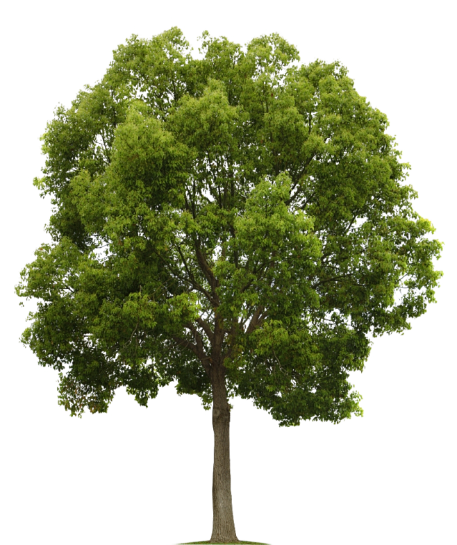 “tree texture”的图片搜索结...
