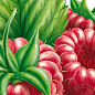 Berries : Illustrations tastes for packaging