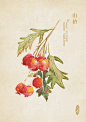 人五的相册-水彩本草-山楂