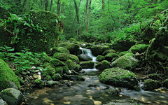 蓝蓝蓝­­­__蓝小阕采集到▶   高清场景：小溪/ 深林 /流水