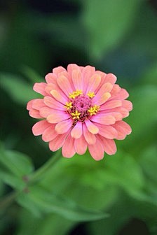 ののの唯美意境的花_姐神经兮兮图片专辑-...