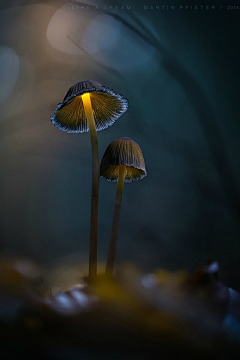 奶牛蘑菇采集到光影