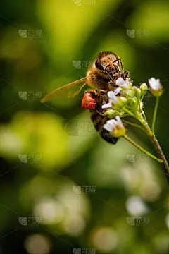 白花上的蜜蜂采集花粉和花蜜，在蜂箱里酿出蜂蜜