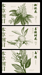 【素材能量站】海报 广告展板 本草纲目 枇杷花 菩提树花 乌药 中药|1013628 