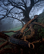 Foggy Wood, Dorset, England
photo via maria
