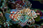 oceanographic:

Lion Fish, I believe (by sharp shooter2011)