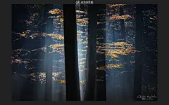 森林动态壁纸下载-美丽森林风景动态壁纸- 未来mac下载_5141282197