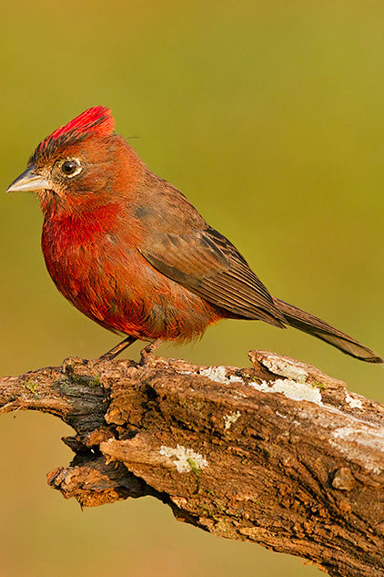 雀形目裸鼻雀科红顶雀属红冠雀