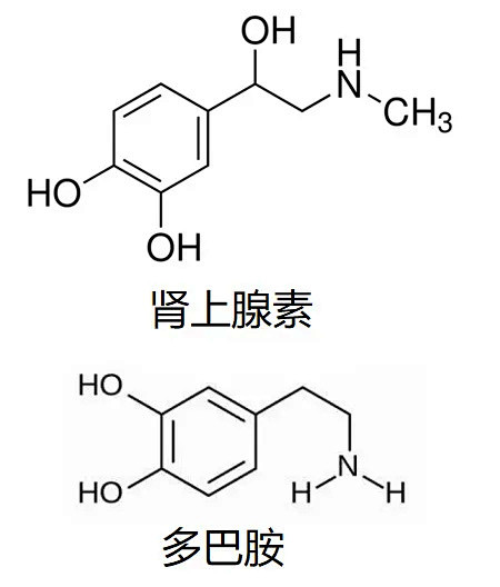 多巴胺和内啡肽