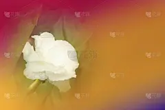 抽象多色背景与美丽的橙色花白花。