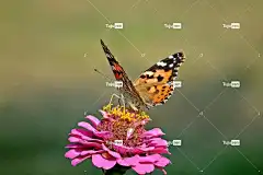 蝴蝶 昆虫 百日草 花 性质 宏 翅膀 花壁纸 夏天 多彩