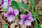 紫花地丁图片_百度百科紫花地丁（学名：Viola philippica），别名野堇菜、光瓣堇菜等。多年生草本，属侧膜胎座目，堇菜科多年生草本，无地上茎，高4~14cm，叶片下部呈三角状卵形或狭卵形，上部者较长，呈长圆形、狭卵状披针形或长圆状卵形，花中等大，紫堇色或淡紫色，稀呈白色，喉部色较淡并带有紫色条纹；蒴果长圆形，长5~12mm，种子卵球形，长1.8mm，淡黄色。花果期4月中下旬至9月。