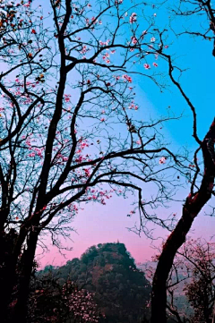 花蓉天下采集到花蕊