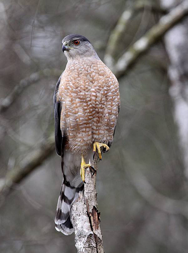 隼形目鹰科鹰亚科鸡鹰