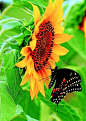 Swallowtail on Sunflower