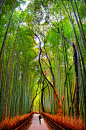Arashiyama Bamboo forest, Kyoto, Japan (John Crux): 
