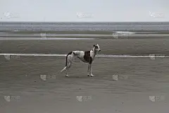 海滩上的高尔戈