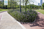 蓝花草 Ruellia simplex C.Wright 中国植物图像库