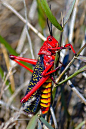 蝗虫（locusts，grass hoppers），别称为蚂蚱、草蜢等，全世界有超过10000种，我国有1000余种，分布于全世界的热带、温带的草地和沙漠地区。蝗虫主要包括飞蝗和土蝗，飞蝗在我国有三个品种，即东亚飞蝗，亚洲飞蝗和西藏飞蝗，其中东亚飞蝗在我国分布范围最广，危害最严重，是造成我国蝗灾的最主要飞蝗种类，主要危害禾本科植物，是农业害虫。