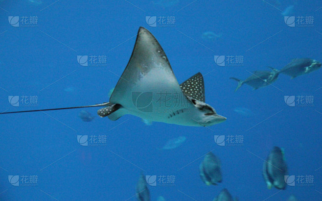 魟鱼,水族馆,海洋生命,图像,翅膀,动物身体部位,水,水生动植物,鳃,水平画幅