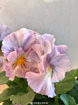 #Plantsonly 买家秀##日本神仙色角堇三色堇##角堇三色堇##日本皱边角堇三色堇##黑园##植有plantsonly##可食用花##黑园# 优秀买家秀（Via.茉莉） 2北京 ​​​​