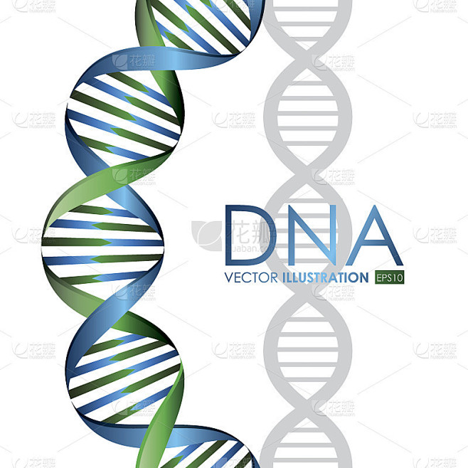 DNA设计，矢量图。