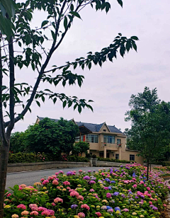 hm2005采集到乡村景观植物
