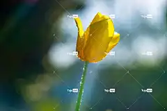 郁金香 花壁纸 花 露 湿的 露滴 花卉背景 郁金香花园 黄花