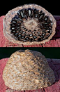 This is so very neat! I never seen one! Fossilized pine cone
