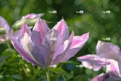 花 开花 花壁纸 铁线莲 粉白色 春天 自然 美丽的花朵 关闭