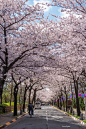 樱花道路景观