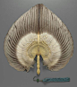 18至19世纪，中国出口西方国家的羽扇，现藏于美国波士顿博物馆。@北坤人素材