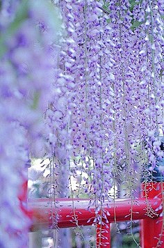 у¨dα采集到花语