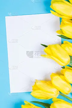 郁金香,贺卡,花束,清新,文字,黄色,自然美,蓝色背景,垂直画幅,美