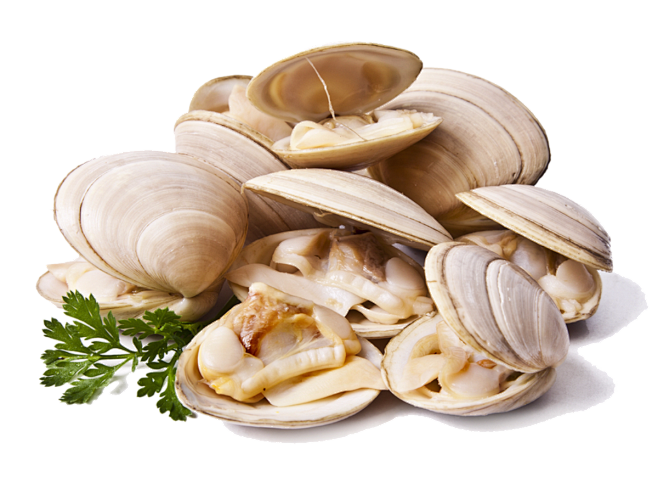 Clams-PNG-File