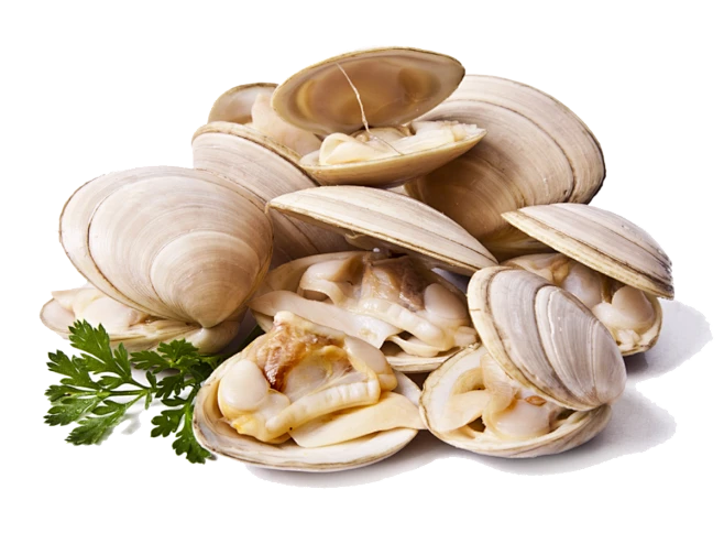 Clams-PNG-File-花瓣网