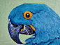 紫蓝金刚鹦鹉Hyacinth macaw ：